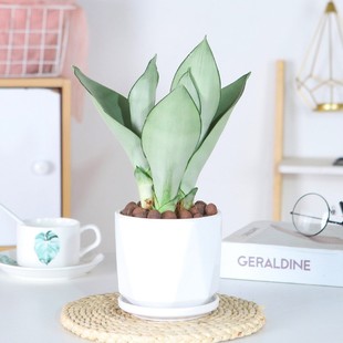 ��߅��Ƥ�mˮ��ֲ�����԰����m�҃ȾGֲ�����k���ҳ���ȩ�ļ����B