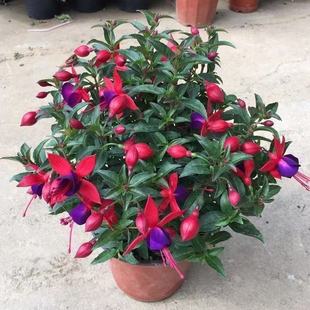 Double-Flowered Hanging Bellflower Seedling Lantern Flower Potted Indoor Green Plant Balcony Blooms All Seasons with Buds and Continuous Flowers