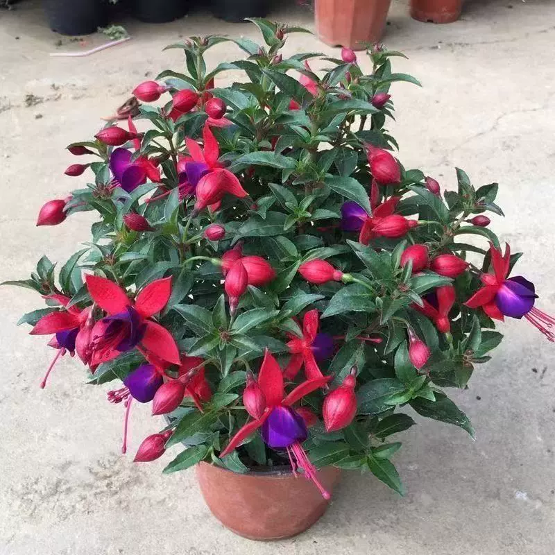 Двухцветочный подвесной цветок колокольчика, рассада, цветок-фонарь, комнатное зеленое растение в горшке, цветет на балконе круглый год с бутонами и непрерывными цветами.