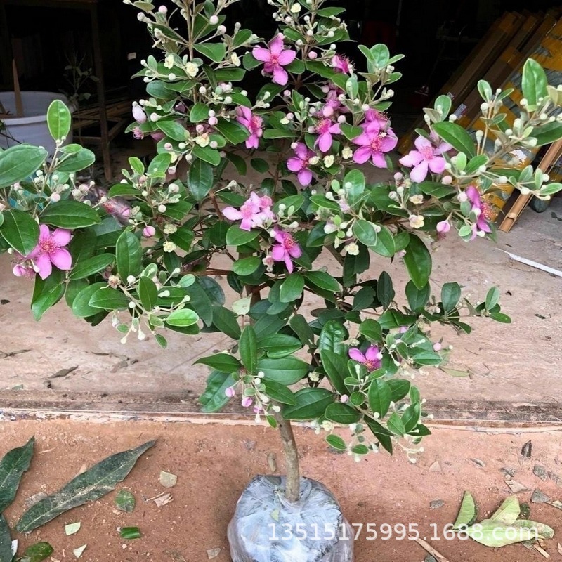 改良中药材高产种植庭院盆栽桃金娘树苗捻子果苗山菍子树绿化别墅