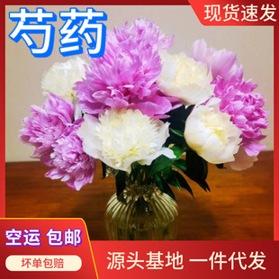 Freshly Cut Peony Flowers from a Yunnan Base, Direct Delivery for Home Use, Suitable for Flower Arrangements and Bouquets, Wholesale Available, and Can Be Shipped Individually