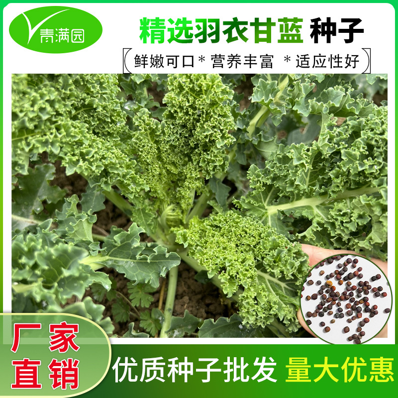 批发羽衣甘蓝种子籽孑耐热耐寒种子四季播抗病菜种籽蔬菜种子大全