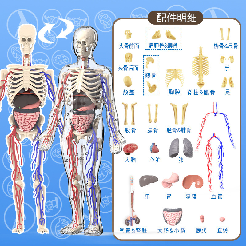 Systemic blood vessel bones (color box)