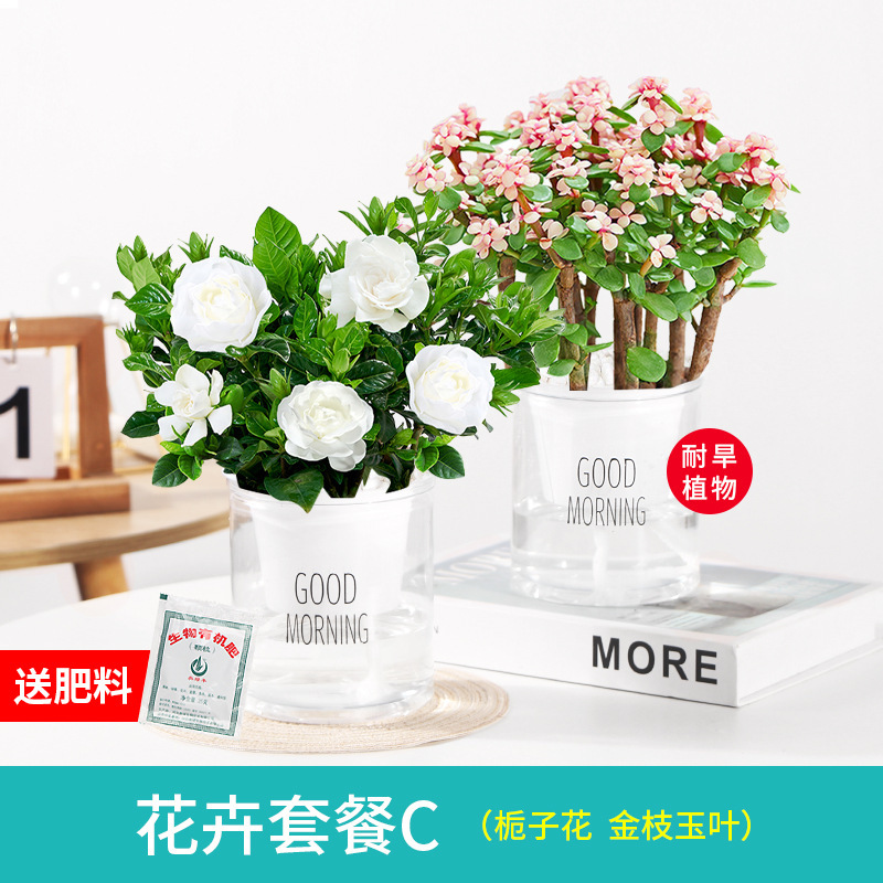 꽃이 만발한 치자나무 화분 2개 + 황금 가지와 옥잎 + 비료 비화석 무료