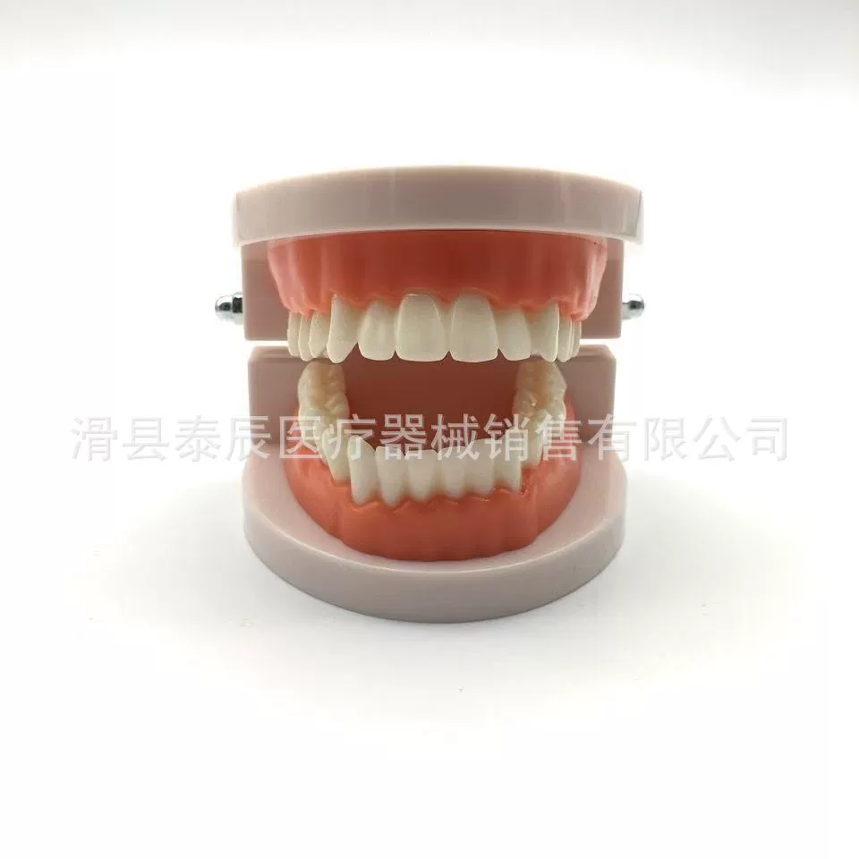 Стоматологическая модель эстетическая практика зубная форма маленькая зубная форма детская модель обучения чистке зубов модель оптом