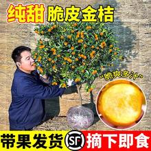 ��Ƥ��ێ����l؛���Ԙ����ļ������ʳ���������Ƥ�����҃ȳ��G