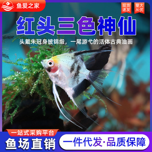 �t�^��ɫ���ɟᎧ�~��ɫ�����~��ɫ�����~�����ʯ��؈�^�p�~���w