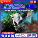 红头三色神仙热带鱼黑色神仙鱼白色神仙鱼燕子云石熊猫观赏鱼活体