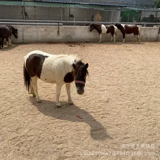 矮马活马活体真马小马驹迷你儿童马景区骑乘马宠物马设特兰矮马