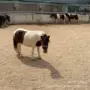 活体儿童小马驹景区矮马