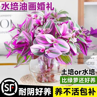�ͮ���Y���m�����҃�ˮ��Gֲ�k��������ֲ���ļ����B��¶�m����