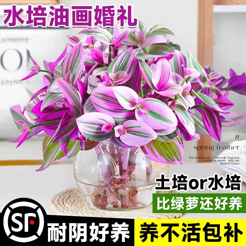 Oil Painting Wedding Hanging Orchid Potted Indoor Hydroponic Green Plant Office Desktop Plant Easy to Care for All Seasons Purple Orchid Flower