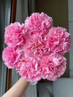 [Sf Cold Chain] A-Grade Selected High-Quality Small Peach Red Rose Red Single-Headed Carnation Flowers for Home Hydroponics