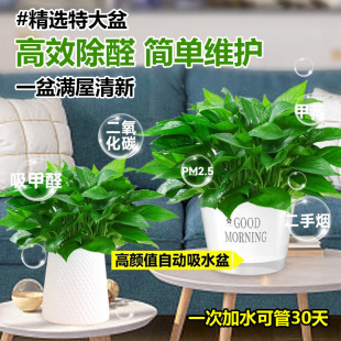Green Radish Potted Plant Climbing Vine Green Basket Office Air Purification New House Formaldehyde Absorbing Long Vine Hydroponic Green Plant