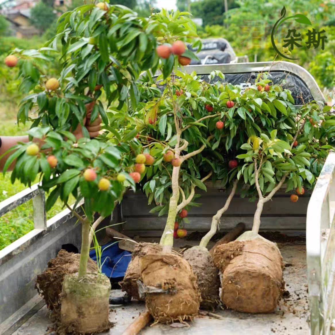广西无核荔枝树带叶带土发糯米糍荔枝树苗嫁接荔枝树苗妃子笑桂味