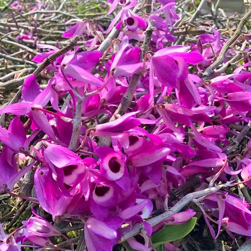 Purple Dendrobium Flower Zi Shi Hu Hua Dried Herbal Tea Flowers 10g Bottle Pack key features
