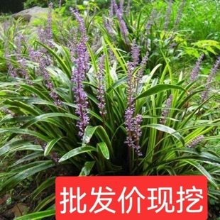Golden-Edged Ophiopogon Japonicus Cold-Tolerant Ground Cover Plant for All-Season Planting in Gardens, Courtyards, Balconies, Potted Plants, and Garden Road Greening