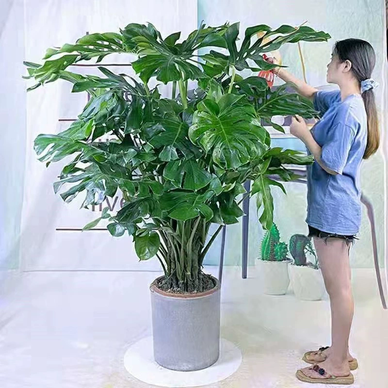 Бамбуковая черепаха спина старый ворс большое Горшечное растение зеленое растение Крытая гостиная Four Seasons вечнозеленое крупнолистовое гидропонное растение бесплатная доставка