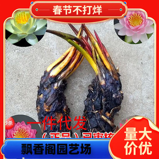 һ�����l��˯ɏˮ��ֲ�����K��ɏ�����҃Ⱥ��B�ļ��_��ˮ�B����