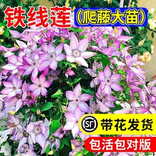 Utopia Clematis Large Seedling Four Seasons Flowering Climbing Plants with Buds Courtyard Cold-resistant Green Plants Flowers Potted Plants