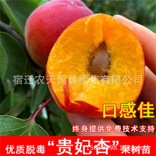 �Ә����½��t���Ә����ش��Ә���ͥԺ�Ϸ������Nֲ����Y��������