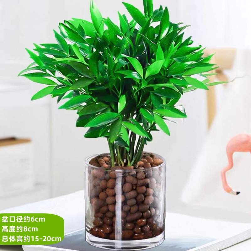 모기퇴치대나무, 편백나무 10개 + [원통형 유리병] + 영양액