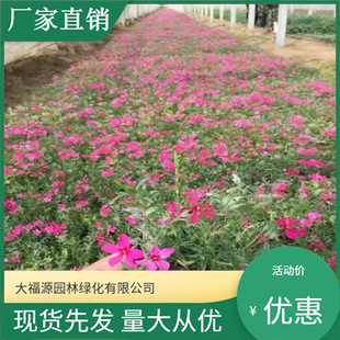 [Base Wholesale] Large Supply of Potted Phlox, Zhi Cherry, Greening Project Flower Sea, Seedlings for Landscaping