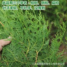 SһlɰؘͥԺGȰ~ؘľȰؘ