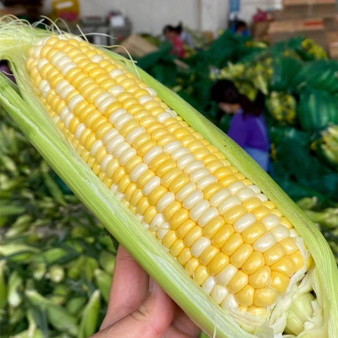 [Юньнаньская фруктовая кукуруза может быть свежей, сладкой и освежающей] грубый завтрак 9 кг свежих фруктов и овощей