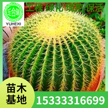 ���l�ͺ����������ƽ�����ɫ�������� ��� �k��������ֲ���ϱ���