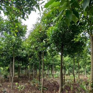 �������� ��Ӣ���� 3����ɽ��Ӣ��9����ɽ��Ӣ�����؏�22���ֶ�Ӣ