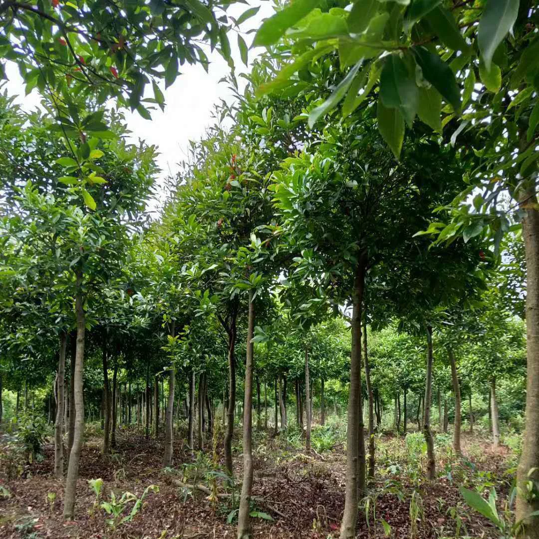 Большой запас саженцев Euryalea 3cm Mountain Euryalea 9cm Mountain Euryalea питомник диаметром 22cm Euryalea