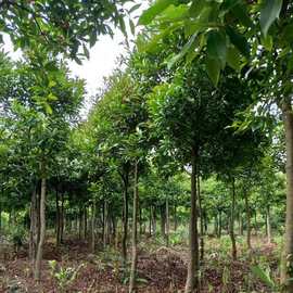 大量供应 杜英树苗 3公分山杜英树9公分山杜英苗圃胸径22公分杜英