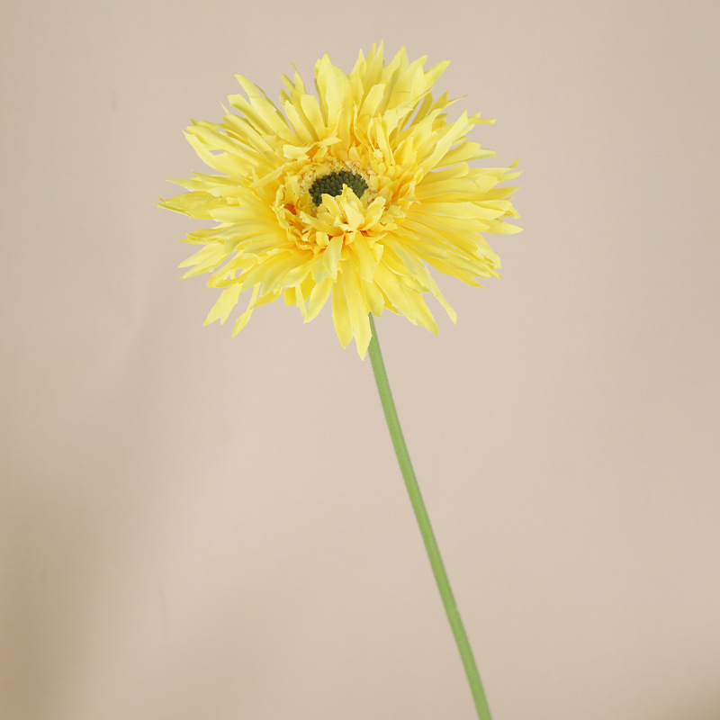 솔질된 거베라 [노란색]]