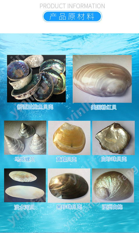 澳洲白鲍鱼贝壳大海螺创意家居摆件烧鼠尾草容器观赏鱼缸盆栽装饰 图 20
