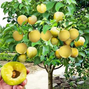 Bee Sugar Plum Saplings Crisp Hollow Honey Sanhua Grafted Plum Saplings Planted in the North and South Will Bear Fruit in the Same Year
