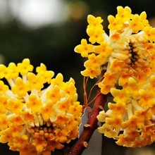 �Y��N�� ��Y�� ��Y��N�� �S���㣬���㡢ϲ���G����ľ�N��