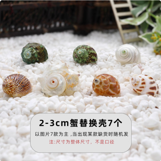 寄居蟹替换壳~房子大号小号天然贝壳海螺壳摆件装饰鱼缸造景备用|undefined