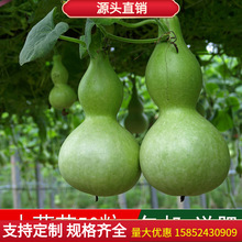 出售蔬菜瓜果籽大葫蘆種子小葫蘆觀賞效果好四季可播