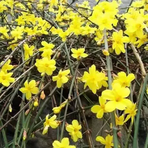 Весеннее цветение зеленых растений комнатные подвесные альпинистские саженцы зеленой форзиции золотые весенние цветочные саженцы