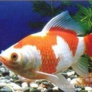 С���t �t���a�~ �t�ݽ��~ �t���~ ���t ���@���~ ��ͯ��~