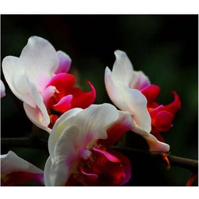 Cuatro estaciones mariposa orquídea plántulas en maceta balcón interior sala de estar flores plantas florecen con flores de maceta original