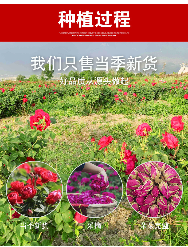 Rose Buds & Petals (Rosa spp.) — Pingyin, Golden-Edged, French Pink & Crimson Rose Herbal Tea in use