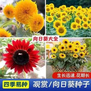 Sunflower Seeds for Wholesale, Ornamental and Edible Cut Flowers, Sunflower Seeds, Sunflower Oil Seeds, Dwarf Sunflower Seeds