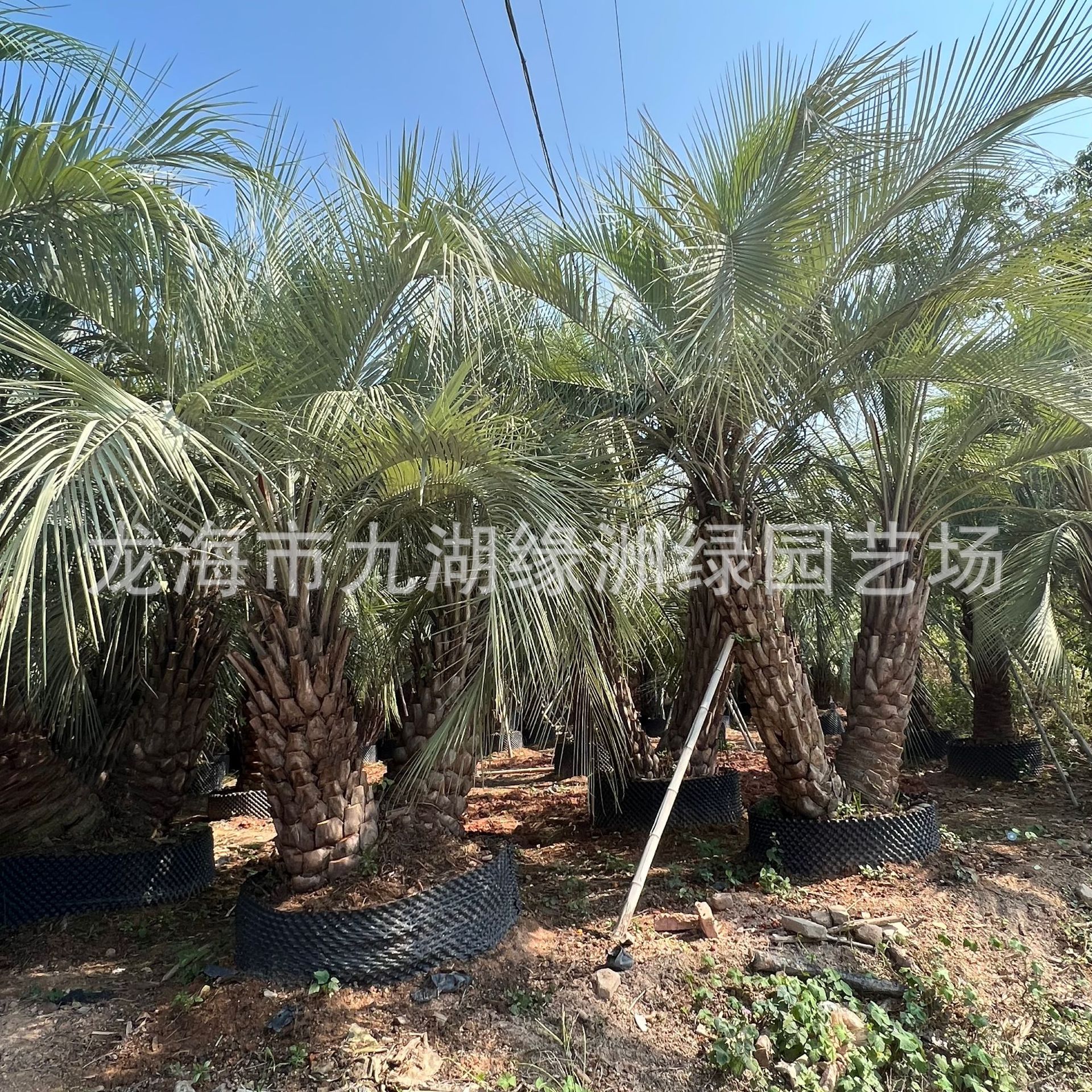 湖北布迪椰子基地批发浙江棕榈树产地四川老人葵棕榈优质棕榈树