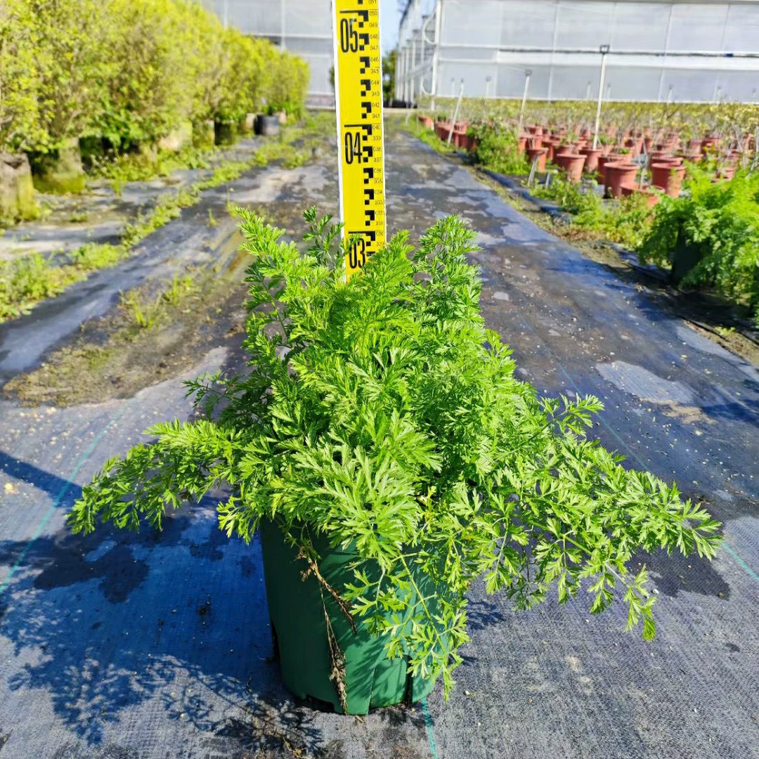 2202 база поставляет саженцы в горшках змеиного постельного белья