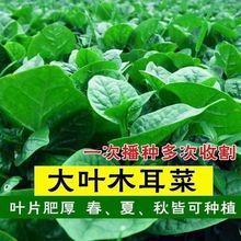 大叶木耳菜种子 易种植菜籽广东大圆叶四季庭院阳台蔬菜种子