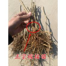 嫁接桑葚树苗四季长果桑葚苗地栽大叶果桑树苗南北方种植当年结果