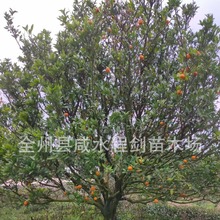 批发桔子树 南丰蜜桔3-4米别墅庭院景观果树品