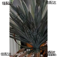 ֲ����M�Ϸ���ɳĮ�����g������ؾG�辰�쾰�M�Ϙ���ֲ����̫��